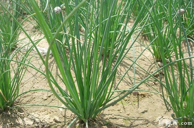 德国全绿香葱品种好不好？