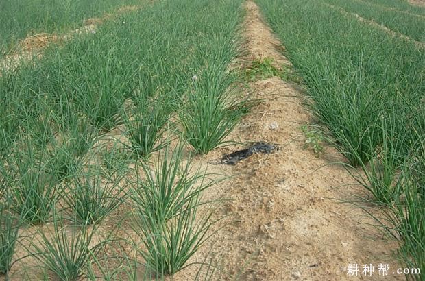 德国全绿香葱品种好不好？