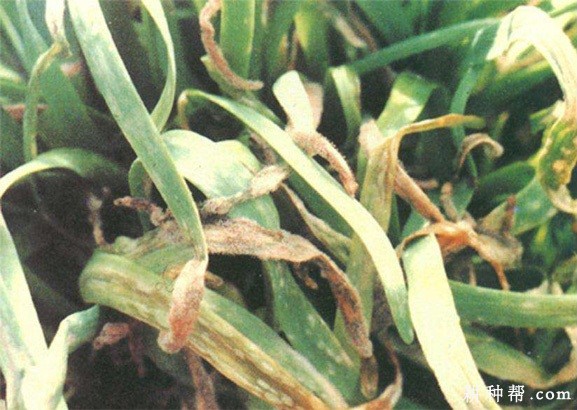 韭菜灰霉病如何防治? 韭菜灰霉病如何防治?