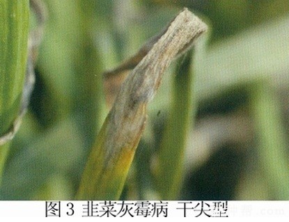 韭菜灰霉病如何防治? 韭菜灰霉病如何防治?