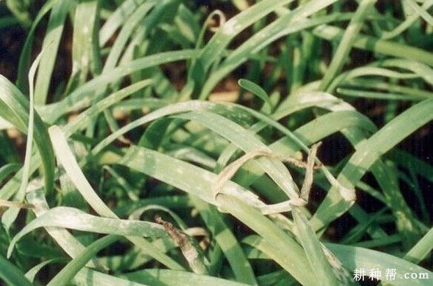 韭菜灰霉病如何防治? 韭菜灰霉病如何防治?