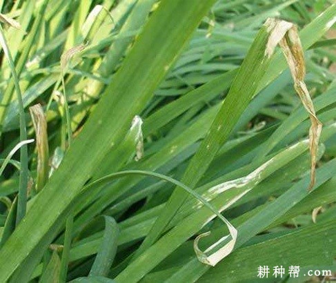 韭菜灰霉病如何防治? 韭菜灰霉病如何防治?