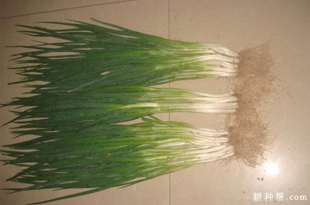 德国小香葱品种好不好? 德国小香葱品种好不好?