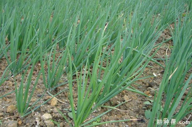 德国小香葱品种好不好? 德国小香葱品种好不好?