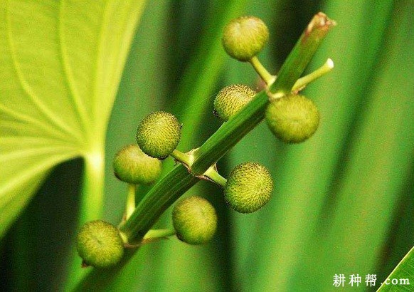 慈姑长怎么样? 慈姑长怎么样?