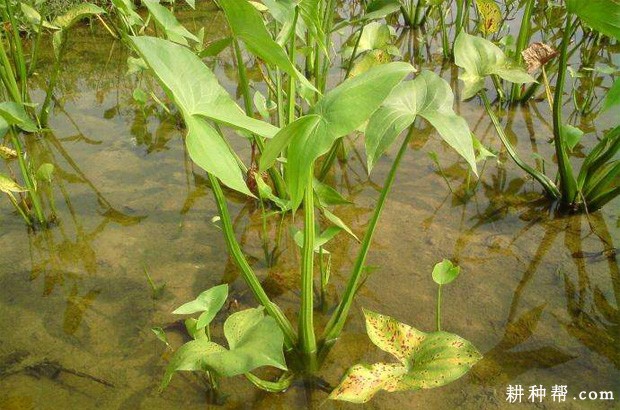 慈姑长怎么样? 慈姑长怎么样?