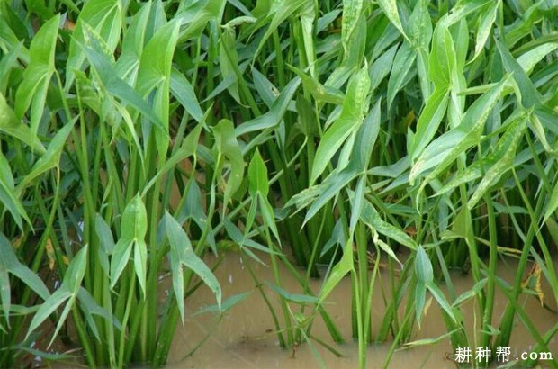 种植慈姑田间水分如何管理？