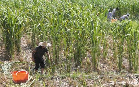 茭白冬季如何管理？