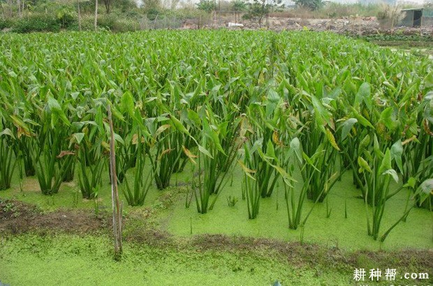 种植慈姑田间水分如何管理？