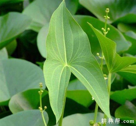 慈姑长怎么样? 慈姑长怎么样?