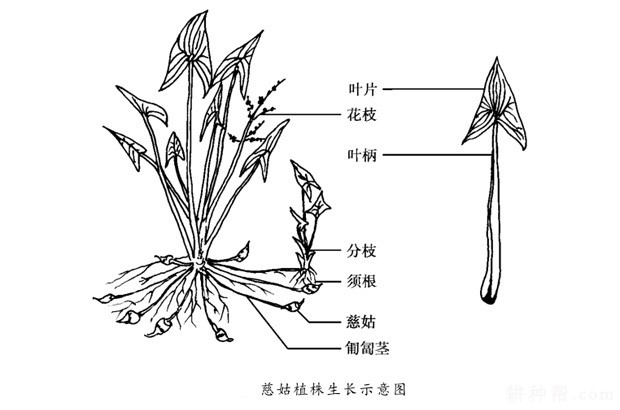 慈姑长怎么样? 慈姑长怎么样?