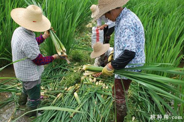 春种两熟茭怎么样种植？