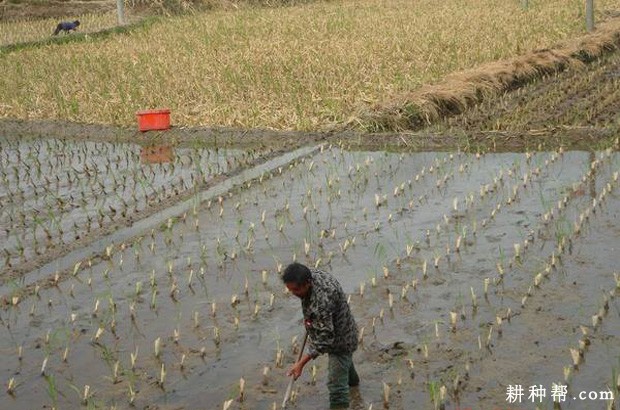 春种两熟茭怎么样种植？