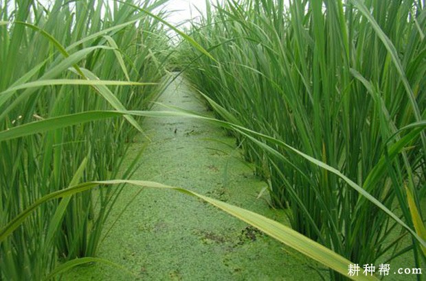 春种两熟茭怎么样种植？