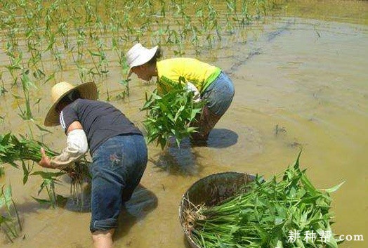 慈姑如何移栽定植? 慈姑如何移栽定植?