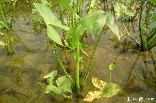 慈菇的产地是哪里？