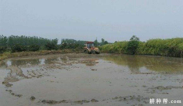 种植慈姑如何平整田地? 种植慈姑如何平整田地?