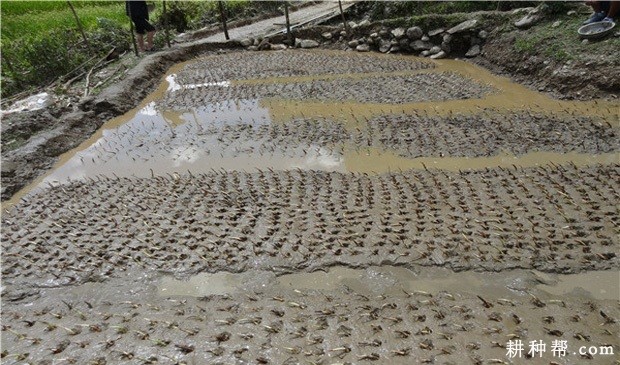 慈姑怎么样育苗？