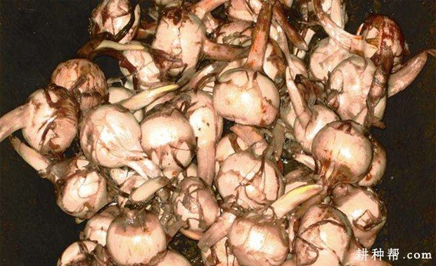 慈姑怎么样育苗？