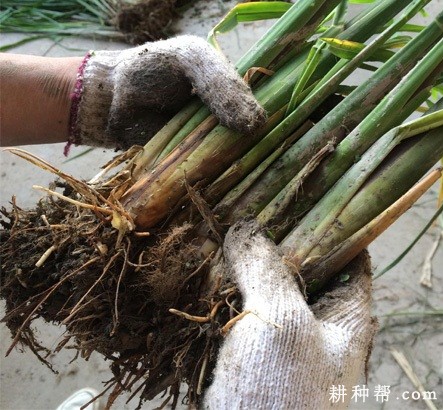 晚茭如何选种？