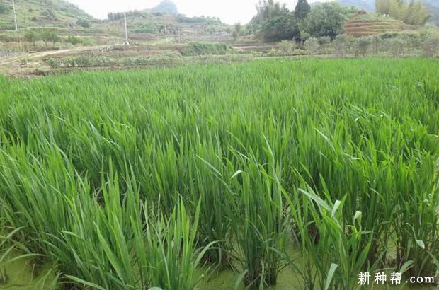 晚茭如何选种？