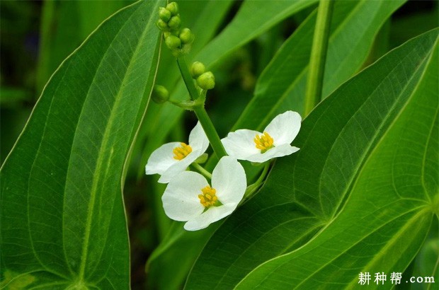 慈姑有哪些传说故事? 慈姑有哪些传说故事?