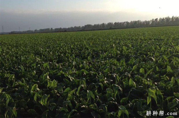 慈姑有哪些传说故事? 慈姑有哪些传说故事?