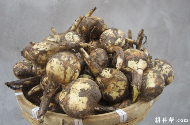 慈姑有哪些传说故事? 慈姑有哪些传说故事?