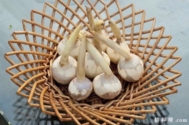 慈姑有哪些功效与作用？