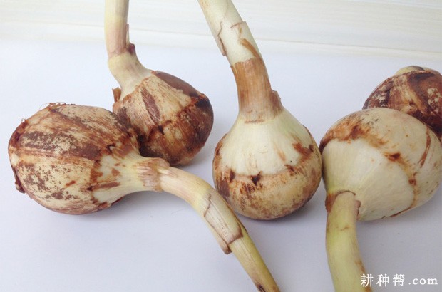 慈姑有哪些功效与作用？