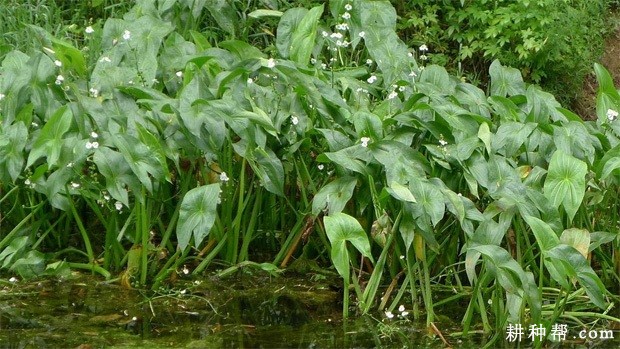 慈姑生长对环境的要求？