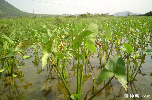 慈姑生长对环境的要求？