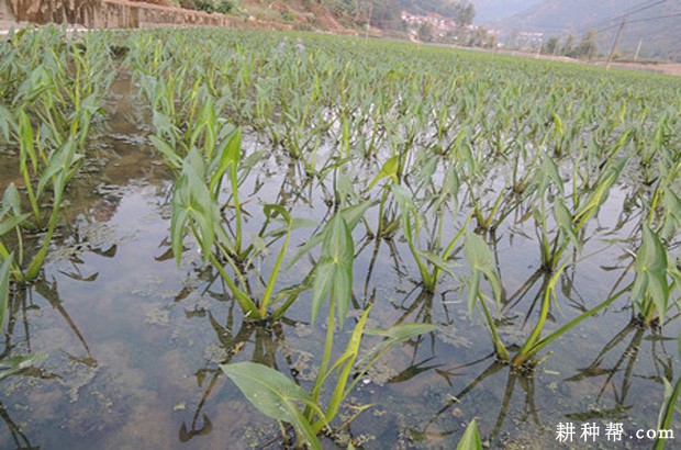 慈姑生长对环境的要求？