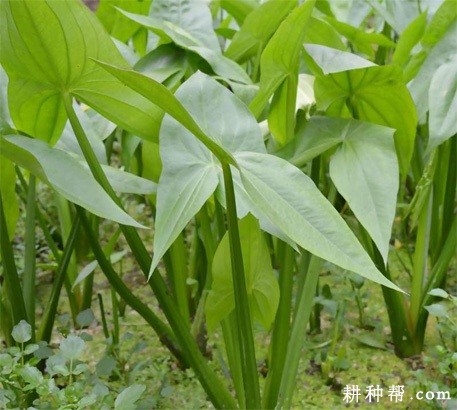 慈姑生长对环境的要求？