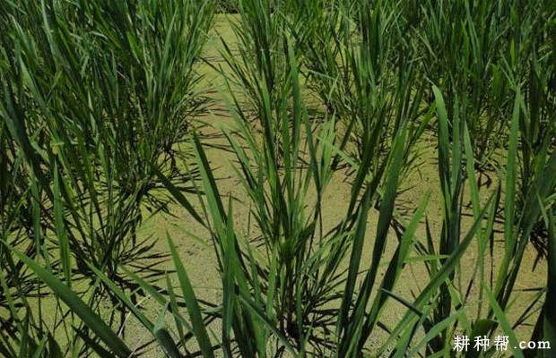 早茭如何选种？