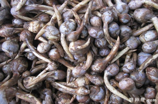 种植慈姑如何留种？