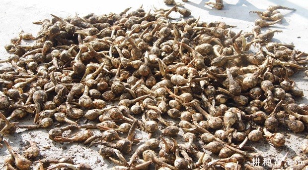 种植慈姑如何留种？