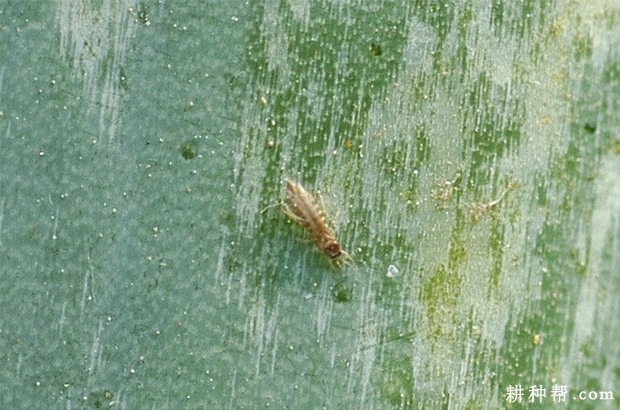 韭菜如何防治葱蓟马？