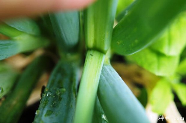 韭菜如何防治葱蓟马？