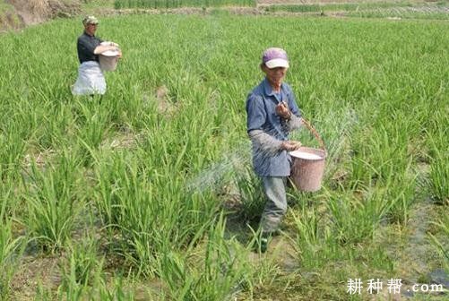 种植茭白如何追肥？