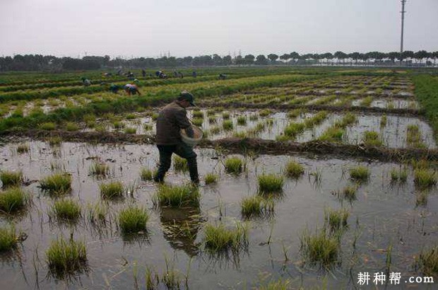 种植茭白如何追肥？