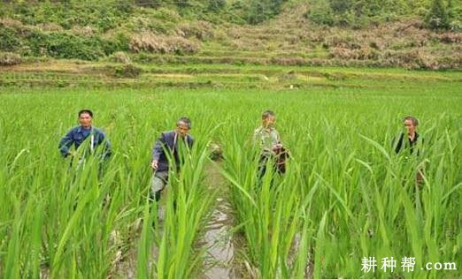 种植茭白如何追肥？