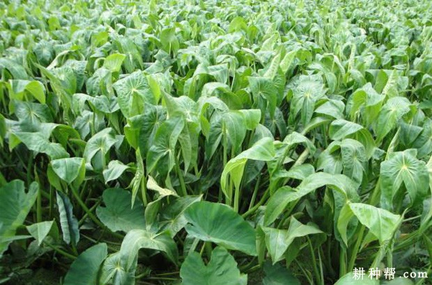 慈姑什么时候采收？