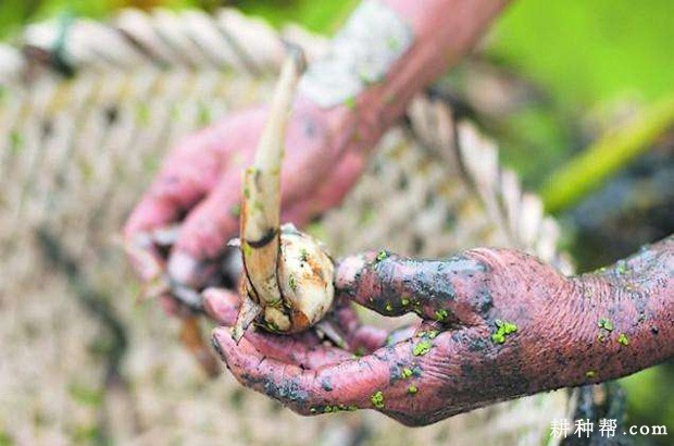 慈姑什么时候采收？