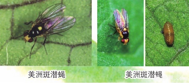 韭菜如何防治葱斑潜蝇？