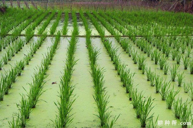 茭白什么时候种植？