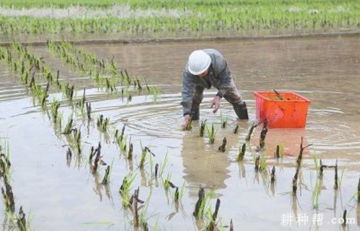 茭白什么时候种植？