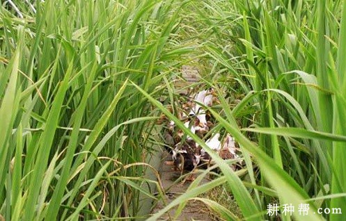 茭白什么时候种植？