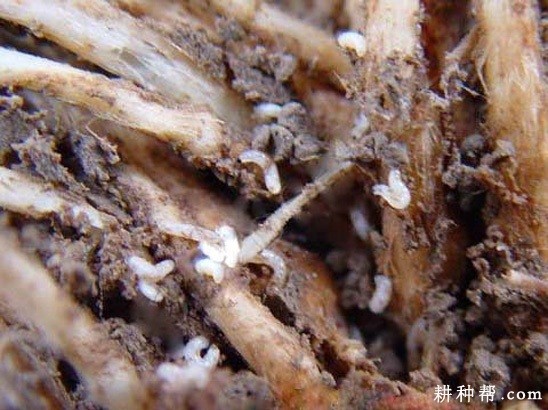 韭菜迟眼蕈蚊如何防治？