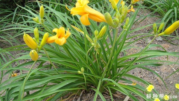 黄花菜有哪些药用价值？